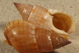 "Điểm danh" các loài ốc chứa độc tố