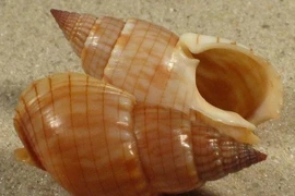 "Điểm danh" các loài ốc chứa độc tố