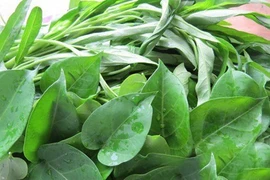 Mắc sỏi thận giảm ăn chua