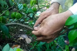 Kìm chiết 3 trong 1