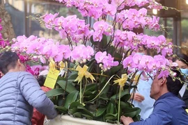 Hà Nội: Người dân nườm nượp mua sắm Tết sớm tại chợ hoa Vạn Phúc