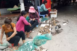  Thanh Hóa: Ngăn chặn tình trạng “tận diệt” chim hoang dã