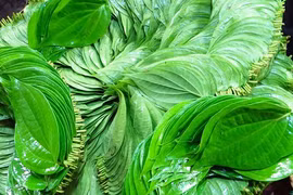 Lá trầu không giúp co búi trĩ