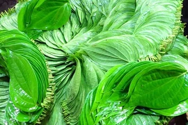 Lá trầu không giúp co búi trĩ