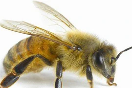 Nọc ong có chữa được ung thư?