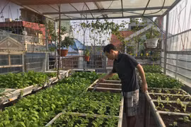 Sử dụng rác hữu cơ làm phân vi sinh