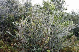 Đợt lạnh -41 độ C ở Trung Quốc ảnh hưởng đến Việt Nam