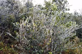 Đợt lạnh -41 độ C ở Trung Quốc ảnh hưởng đến Việt Nam