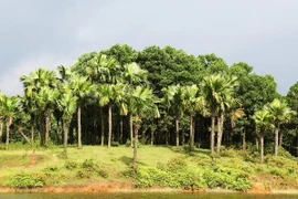 Cây cọ có phù hợp trồng ở đường cao tốc?