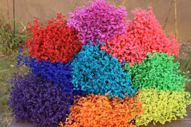 Đừng lạm dụng hoa khô chơi Tết