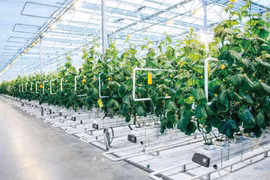 FLC được duyệt quy hoạch Dự án Nông nghiệp công nghệ cao 210,3ha tại Hà Tĩnh