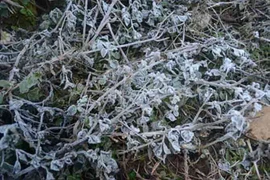 Sương muối chỉ có ở miền núi