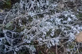 Sương muối chỉ có ở miền núi