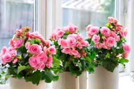 Chữa viêm loét dạ dày từ hoa đỗ quyên