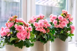 Chữa viêm loét dạ dày từ hoa đỗ quyên