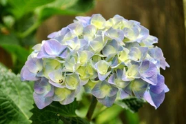 Tạo màu cho hoa đơn sắc