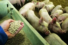  25 hóa chất cấm dùng cho chăn nuôi