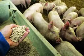  25 hóa chất cấm dùng cho chăn nuôi