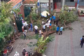 Cần có biện pháp đảm bảo an toàn cây xanh 