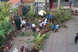 Cần có biện pháp đảm bảo an toàn cây xanh 