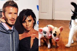 Thú chơi lợn cảnh của các sao Hollywood