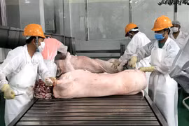 Bổ sung nửa triệu tấn thực phẩm, giá lợn vẫn đắt đỏ nhất lịch sử