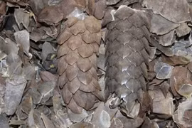  Vảy tê tê không chữa được ung thư