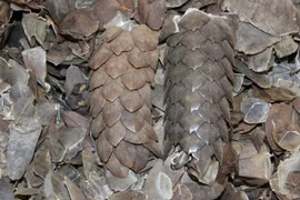  Vảy tê tê không chữa được ung thư