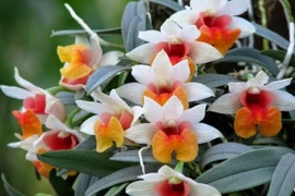  Nhân giống lan đặc hữu