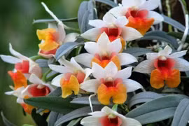  Nhân giống lan đặc hữu