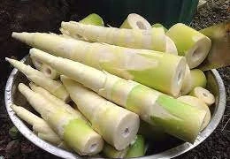 Ngộ độc vì ăn măng tươi không ngâm luộc kỹ