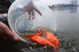 Thả cá chép ngày ông Công ông Táo thế nào cho đúng?