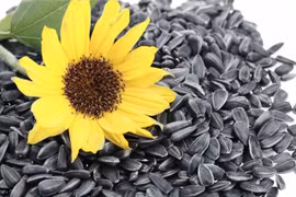Hạt hướng dương bổ thần kinh 