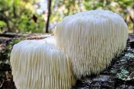 Nấm đầu khỉ phục hồi các nơron thần kinh