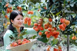 Quả không bị rơi dễ bảo quản