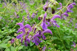 Đan sâm chữa kinh nguyệt không đều ở phụ nữ