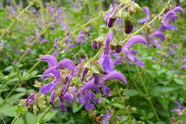 Đan sâm chữa kinh nguyệt không đều ở phụ nữ