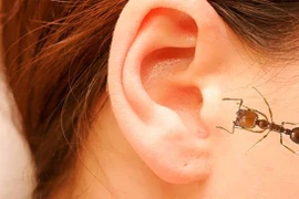 Xử lý kiến chui vào tai