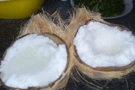 Nhân giống dừa sáp