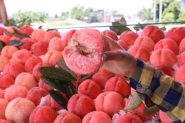 Việt Nam không trồng được đào tiên