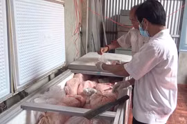 Hàng chục tấn thịt nhiễm dịch tả lợn châu Phi được làm giò chả