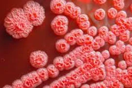 Bệnh Whitmore xuất hiện ở Hòa Bình