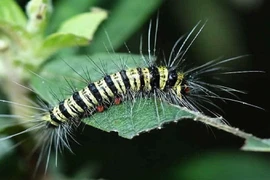 Tính độc của sâu róm