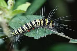 Tính độc của sâu róm