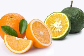 Một người chỉ nên ăn 1-2 quả cam/ngày 