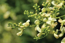 Hòe hoa - vị thuốc điều trị huyết áp cao