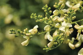 Hòe hoa - vị thuốc điều trị huyết áp cao