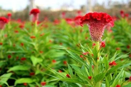 Việt Nam đưa hạt giống lên vũ trụ