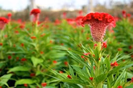 Việt Nam đưa hạt giống lên vũ trụ