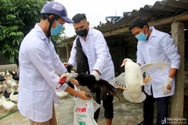 Xuất hiện dịch cúm A/H5N6, nỗi lo dịch chồng dịch